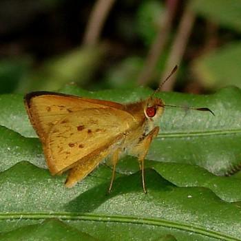 Wahydra tassa