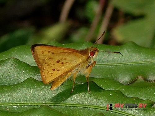 Wahydra tassa