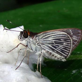 Vettius artona