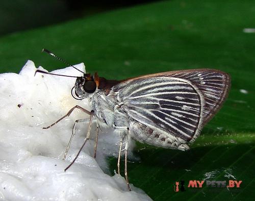 Vettius artona