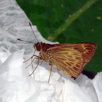 Saturnus reticulata