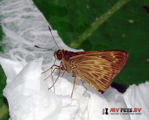 Saturnus reticulata