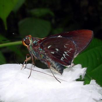Thracides cilissa