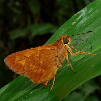 Racta chiria