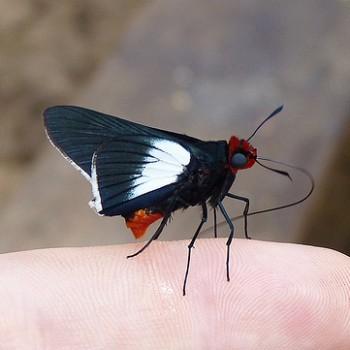 Pyrrhopygopsis socrates