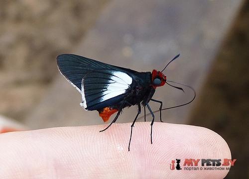 Pyrrhopygopsis socrates