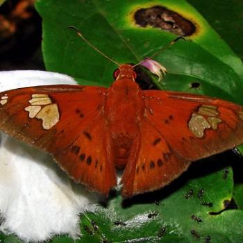 Dyscophellus phraxanor