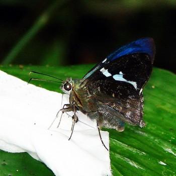 Astraptes janeira