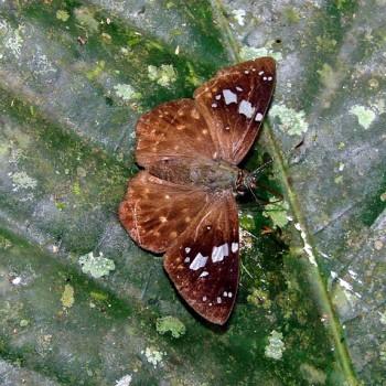 Celaenorrhinus disjunctus