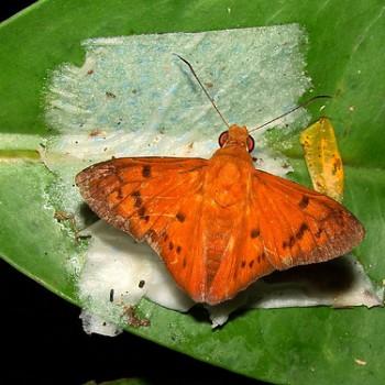 Bungalotis clusia