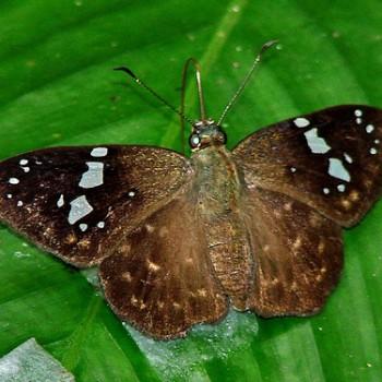 Celaenorrhinus shema