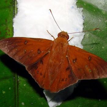 Dyscophellus porcius