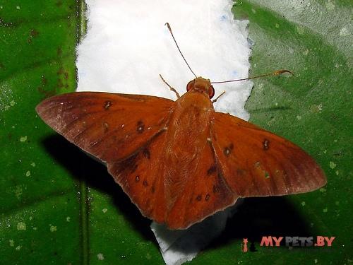 Dyscophellus porcius