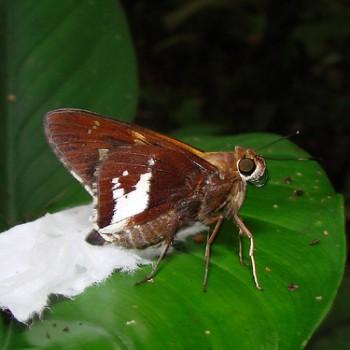 Xeniades orchamus