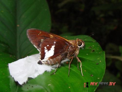 Xeniades orchamus