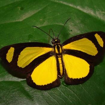 Cabirus procas