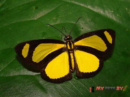 Cabirus procas