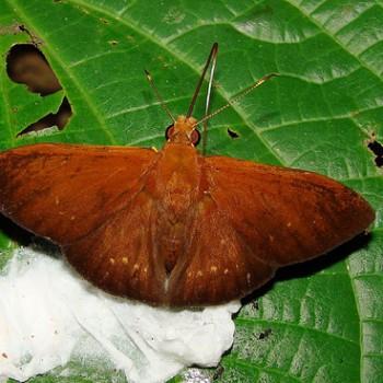 Dyscophellus nicephorus
