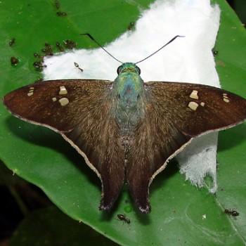 Polythrix ceculus