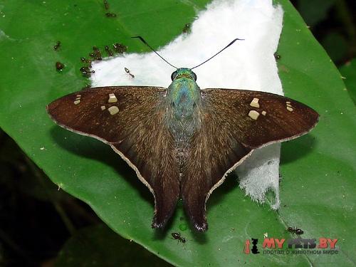 Polythrix ceculus