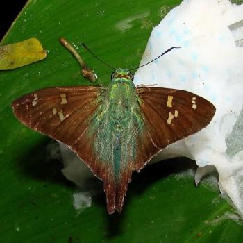 Polythrix metallescens