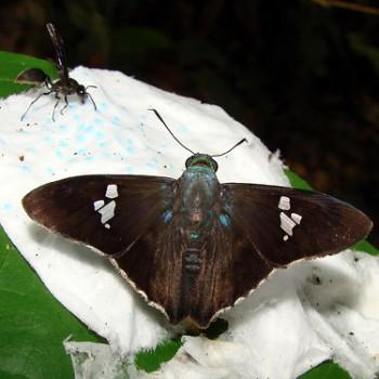 Chrysoplectrum perniciosus