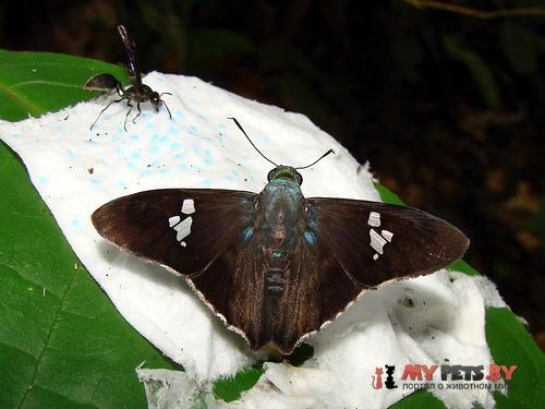 Chrysoplectrum perniciosus
