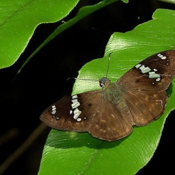 Celaenorrhinus stola