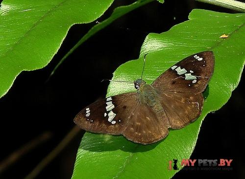 Celaenorrhinus stola