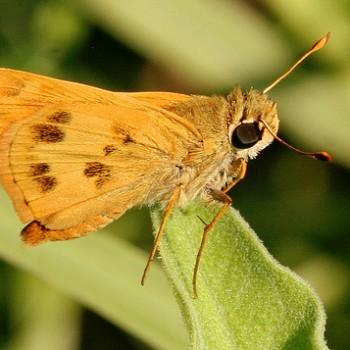 Polites vibex