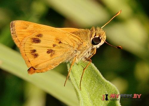 Polites vibex