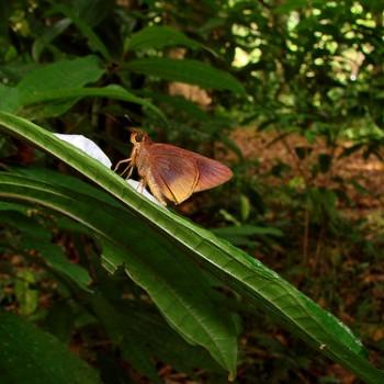 Tromba xanthura