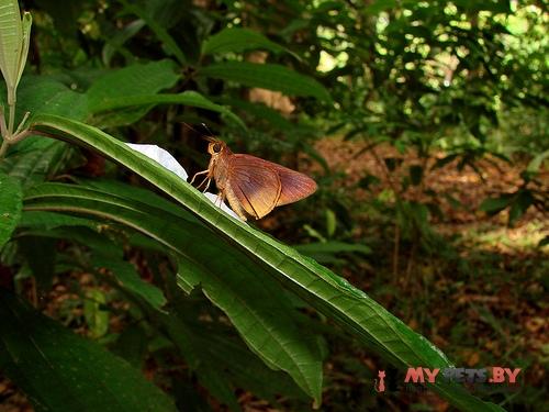 Tromba xanthura