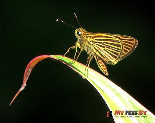 Parphorus storax