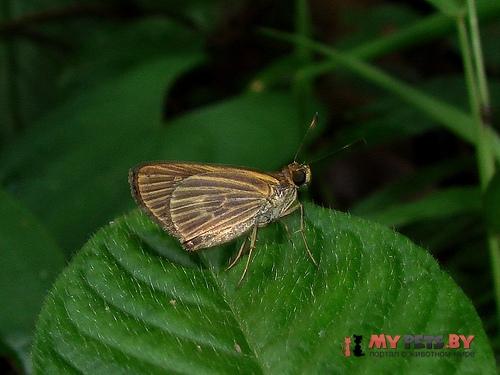 Parphorus prosper