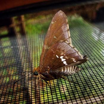Epargyreus clavicornis