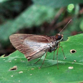 Vettius triangularis