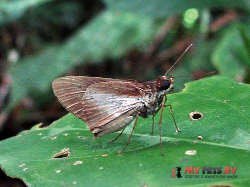 Vettius triangularis 
