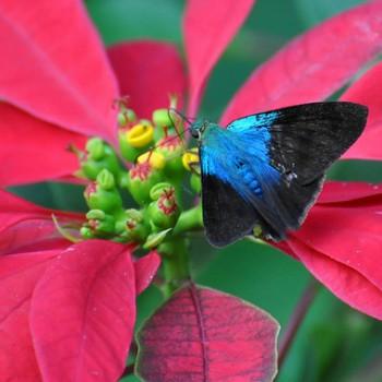 Astraptes elorus