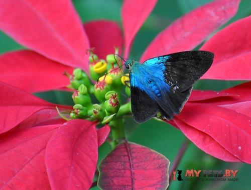 Astraptes elorus