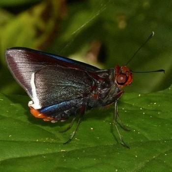 Thracides thrasea