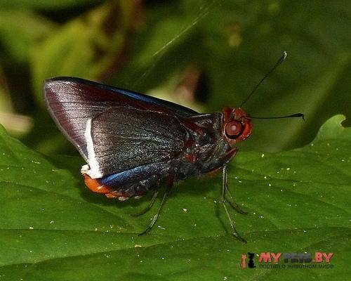 Thracides thrasea