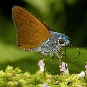 Onophas columbaria