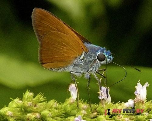 Onophas columbaria