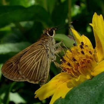 Vehilius stictomenes