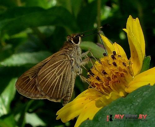 Vehilius stictomenes