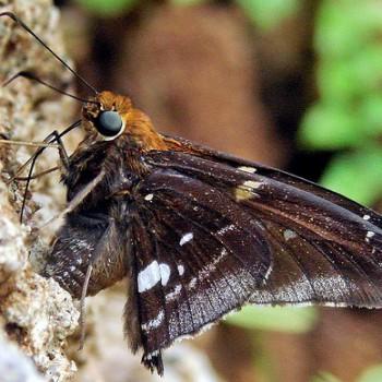 Epargyreus aspina
