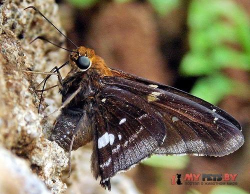 Epargyreus aspina