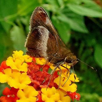 Remella vopiscus