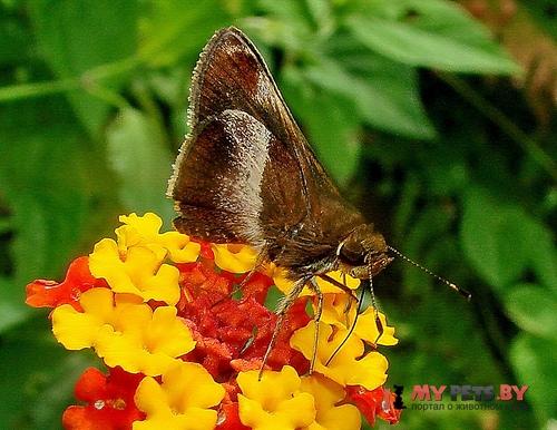 Remella vopiscus